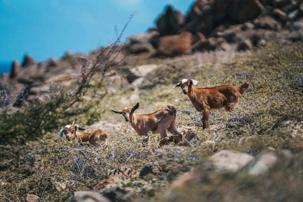 Goats-st-barts