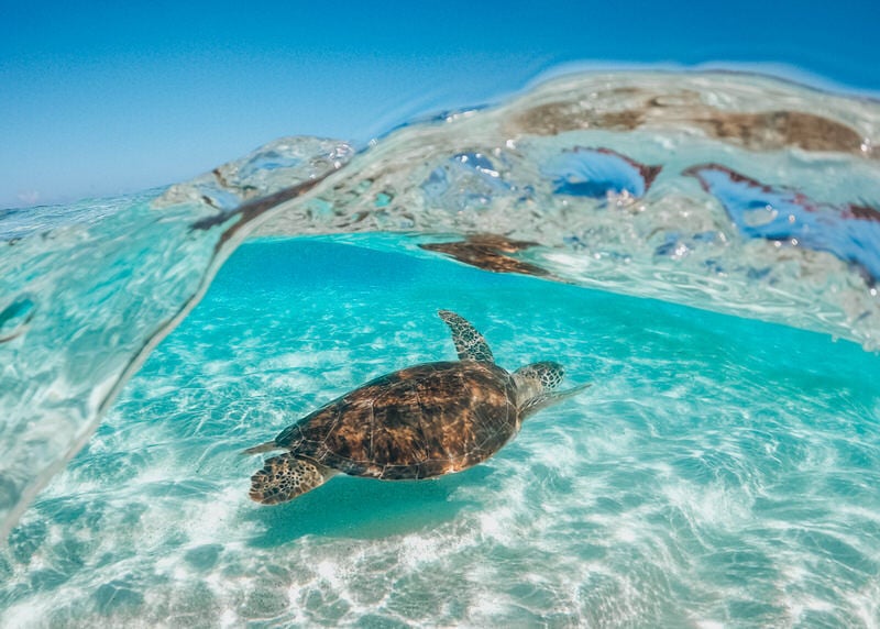 A turtle swim the St Barth natural reserve