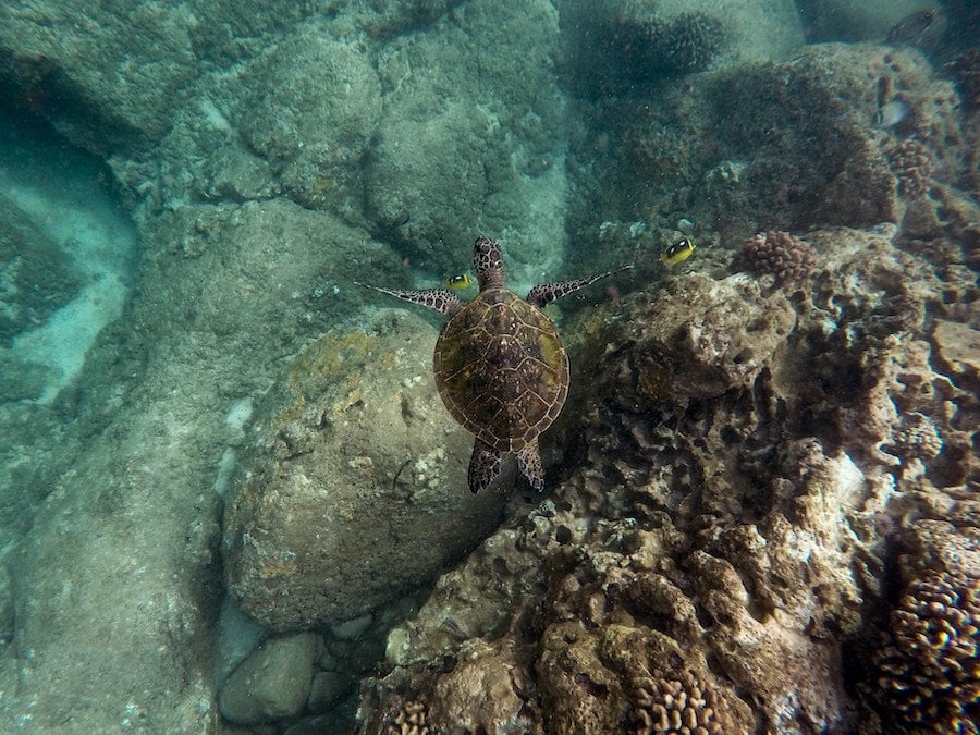 snorkeling-turtles-stbarth
