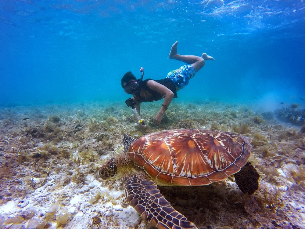 snorkeling-turtles-stbarts